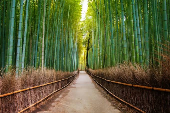 Arashiyama Bamboo Grove